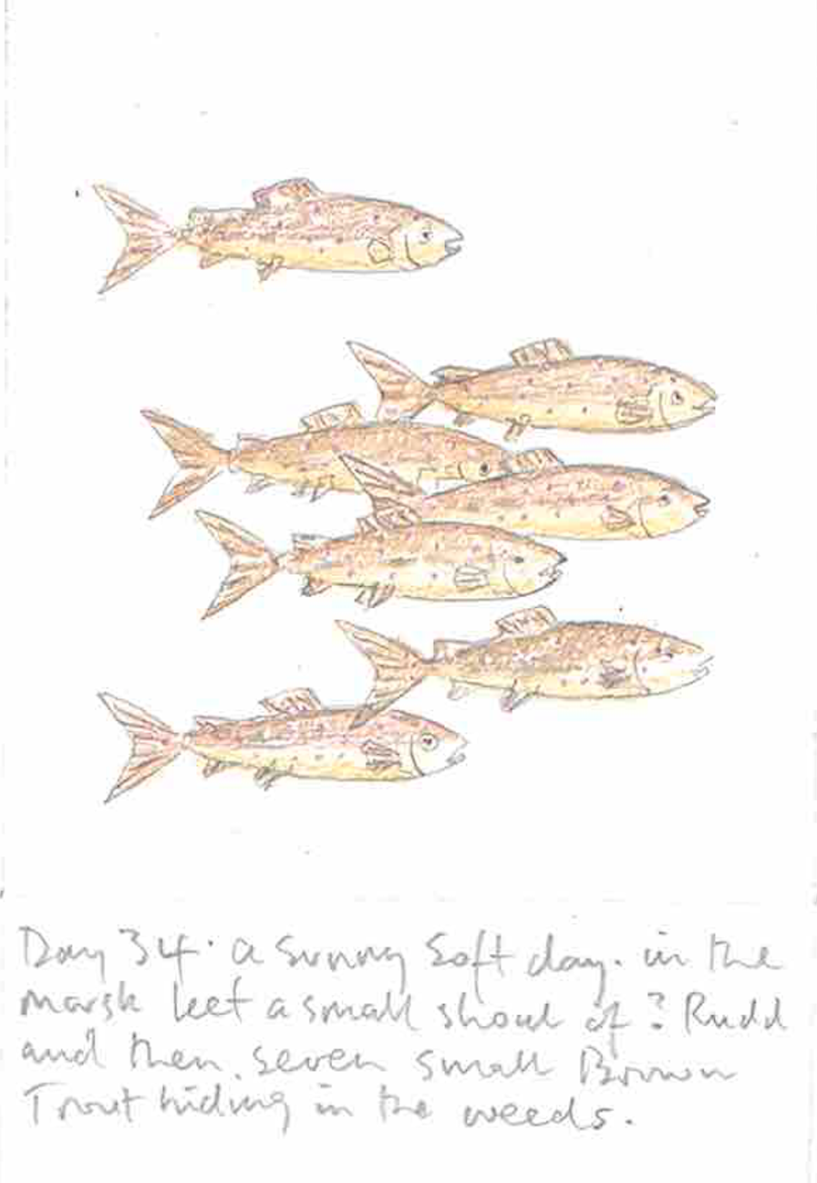 watercolor fish sketch