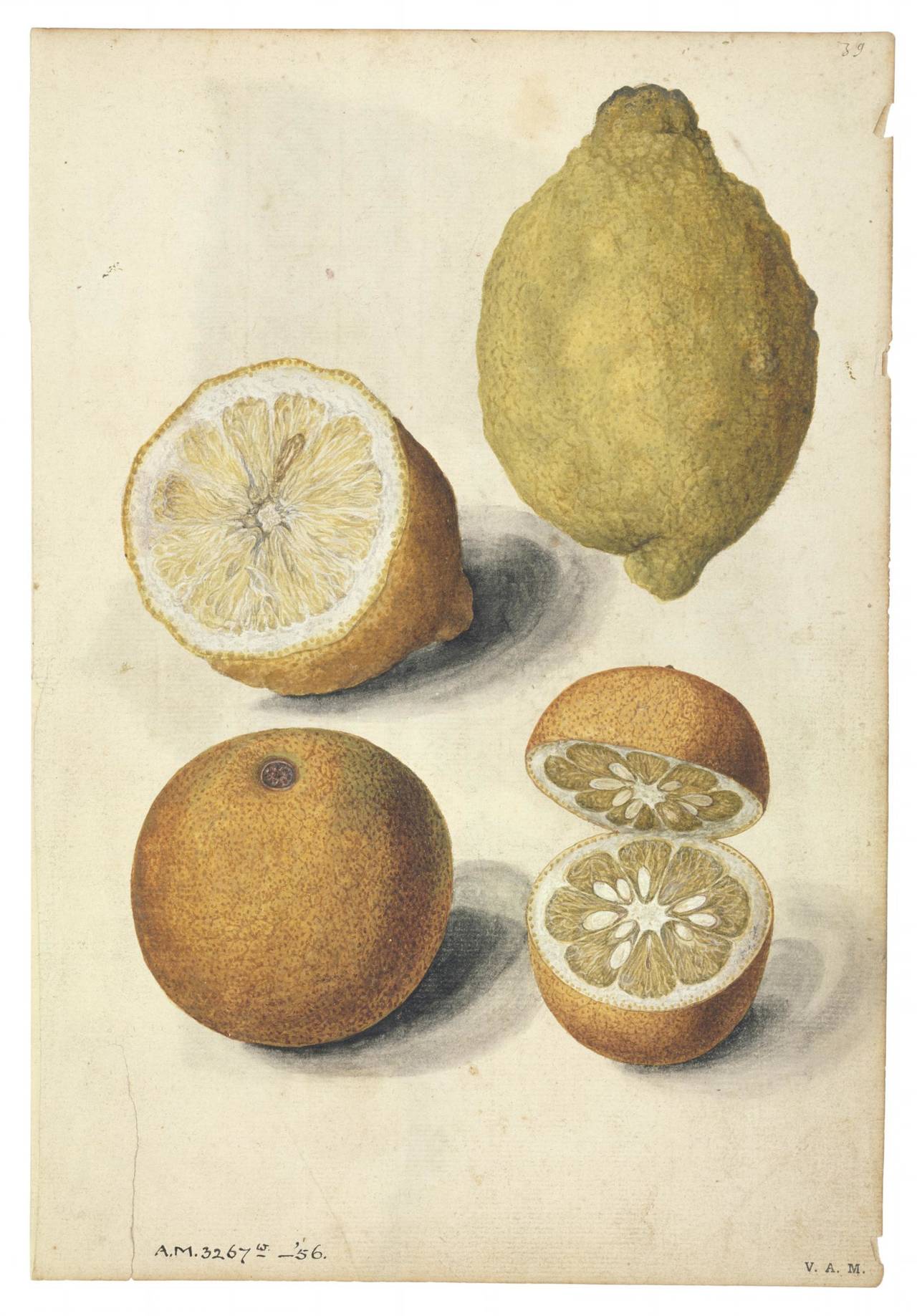 watercolor painting of fruit