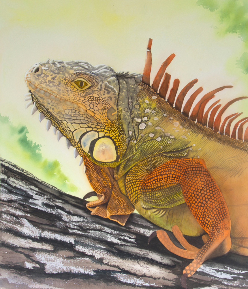 Watercolor painting of an iguana on a tree