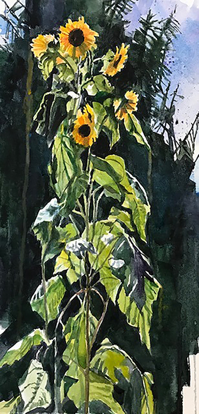 Watercolor painting of sunflowers in a field